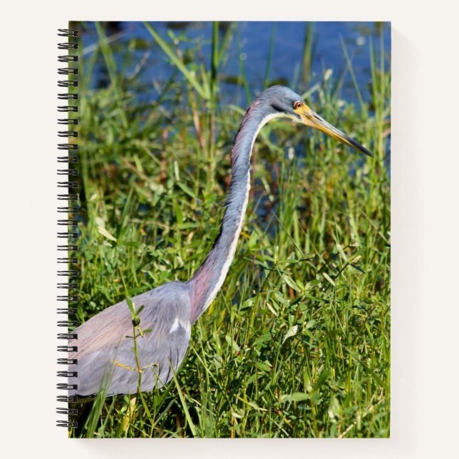Tricolored Heron Wading In The Marsh Notebook (Front)