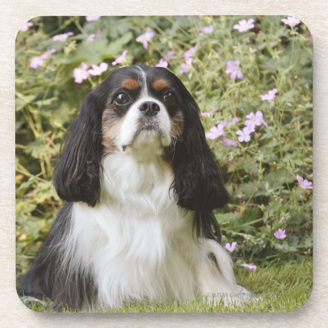 Tricolour Cavalier King Charles Spaniel on grass Coaster (Front)