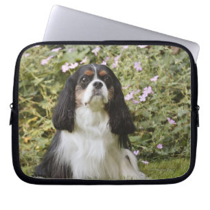 Tricolour Cavalier King Charles Spaniel on grass Laptop Sleeve