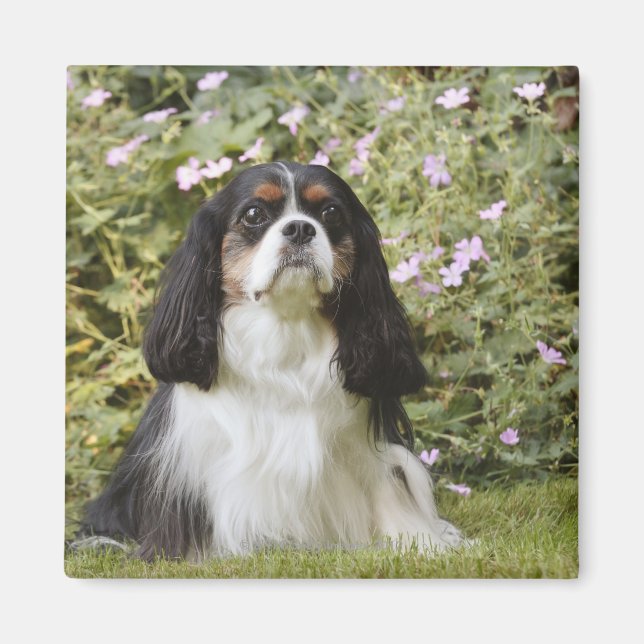 Tricolour Cavalier King Charles Spaniel on grass Magnet (Front)