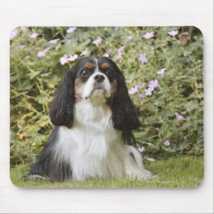 Tricolour Cavalier King Charles Spaniel on grass Mouse Mat