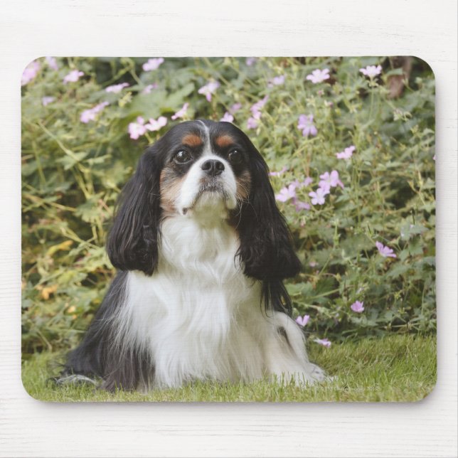 Tricolour Cavalier King Charles Spaniel on grass Mouse Mat (Front)