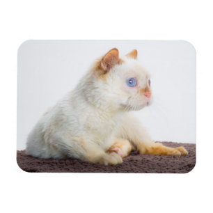 Trident the Cat Magnet 02