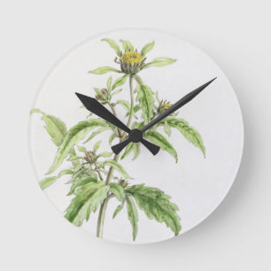 Trifid Burr-Marigold, painted at Hampstead, 1st Se Round Clock