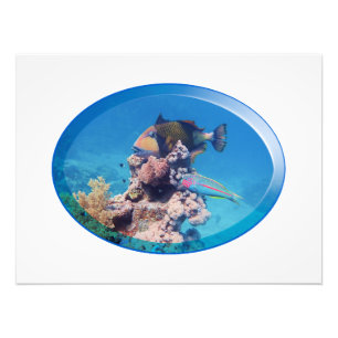 Triggerfish at coral reef - Photographic Design    Photo Print