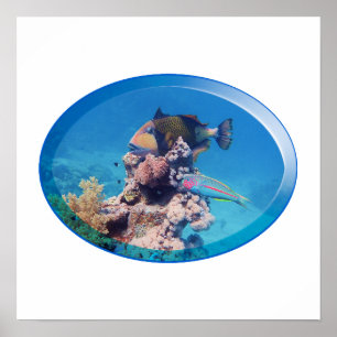 Triggerfish at coral reef - Photographic Design    Poster