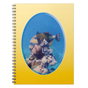 Triggerfish on Coral Top - Photographic Design Notebook