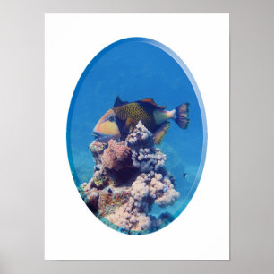 Triggerfish on Coral Top - Photographic Design Poster