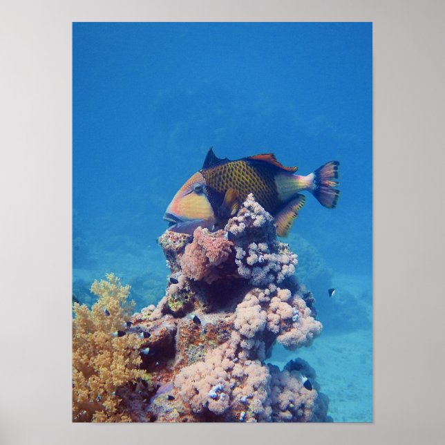 Triggerfish - Picturesque on Top of Coral Block |  Poster (Front)
