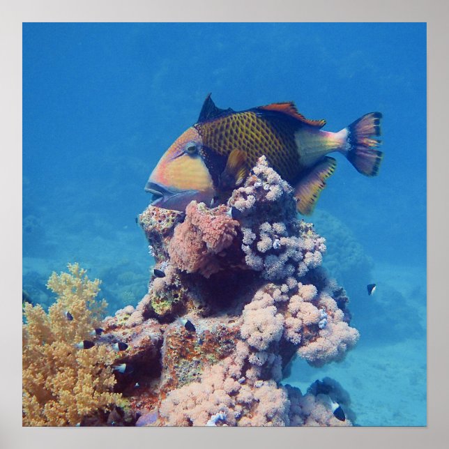 Triggerfish - Picturesque on Top of Coral Block |  Poster (Front)