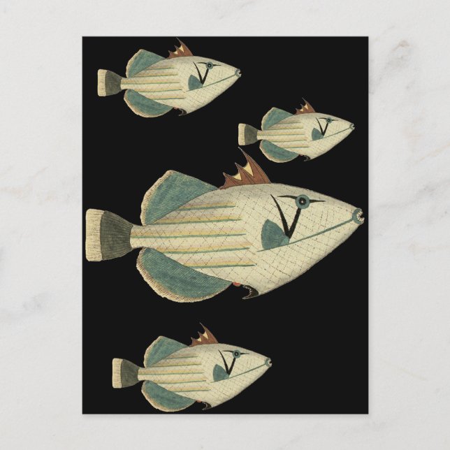 Triggerfish Postcard (Front)