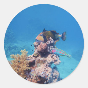 Triggerfish rests on a coral block at coral reef   classic round sticker