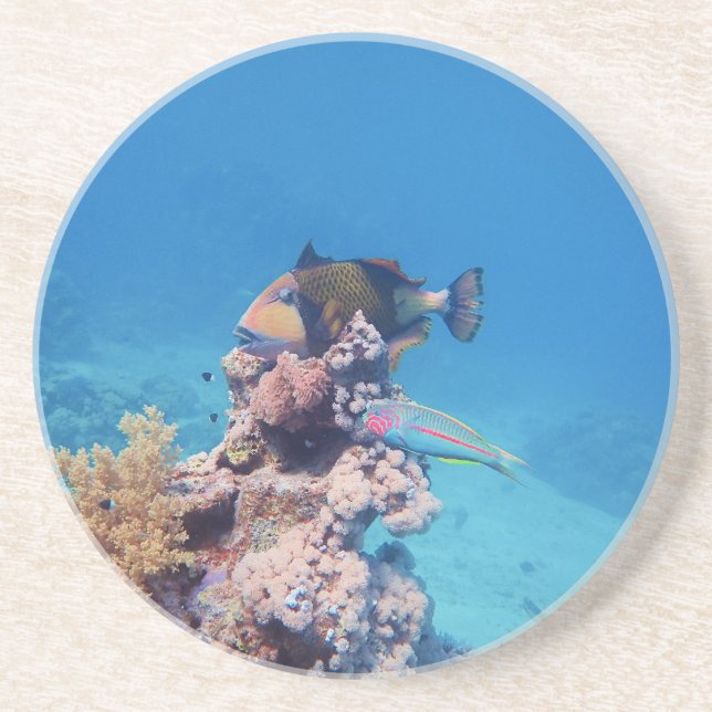 Triggerfish rests on a coral block at coral reef | coaster (Front)