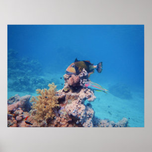 Triggerfish rests on a coral block at coral reef   poster