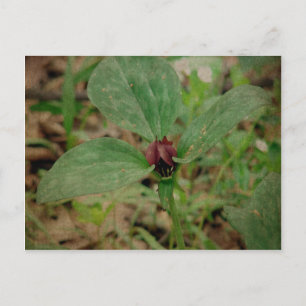 Trillium Flower Postcard