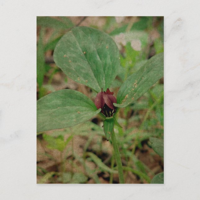 Trillium Flower Postcard (Front)