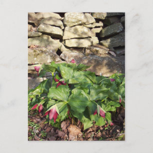 Trillium In Springtime Postcard
