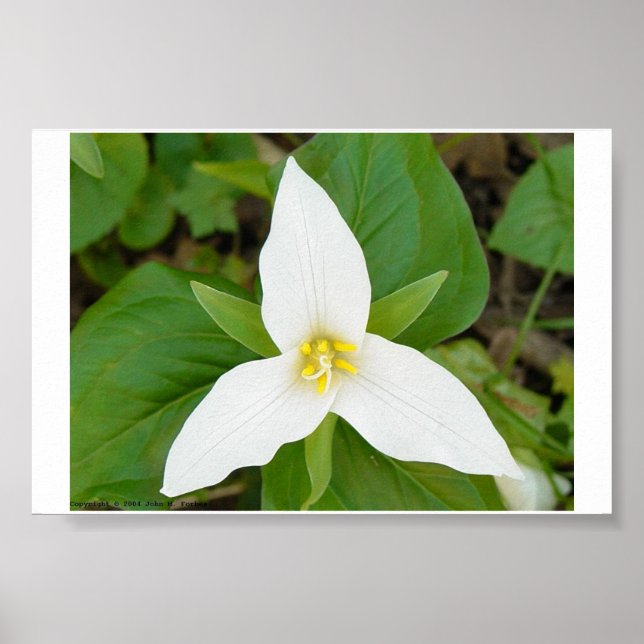 Trillium Poster (Front)