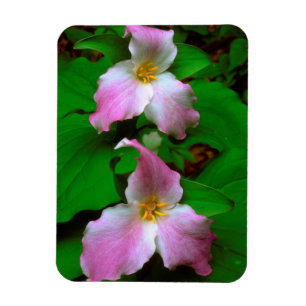 Trillium Wildflower Magnet