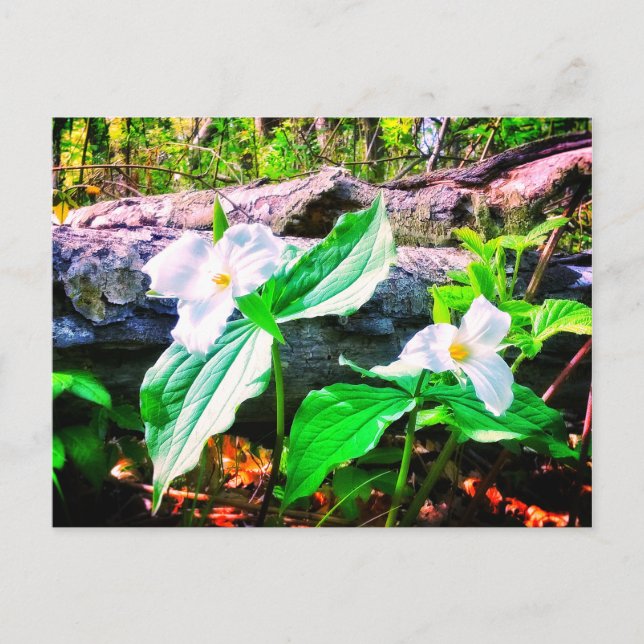 TRILLIUMS BRIGHT POSTCARD (Front)