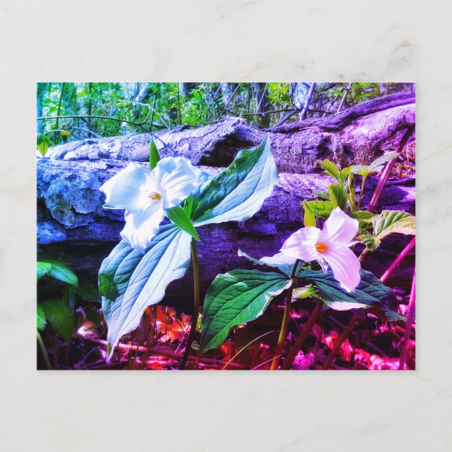 TRILLIUMS RAINBOW POSTCARD (Front)