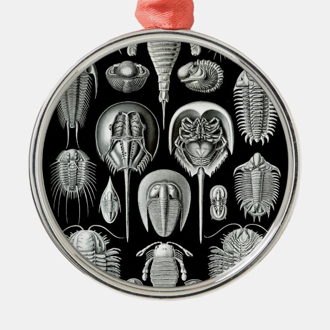 Trilobites and Fossils in Black and White Metal Tree Decoration (Front)