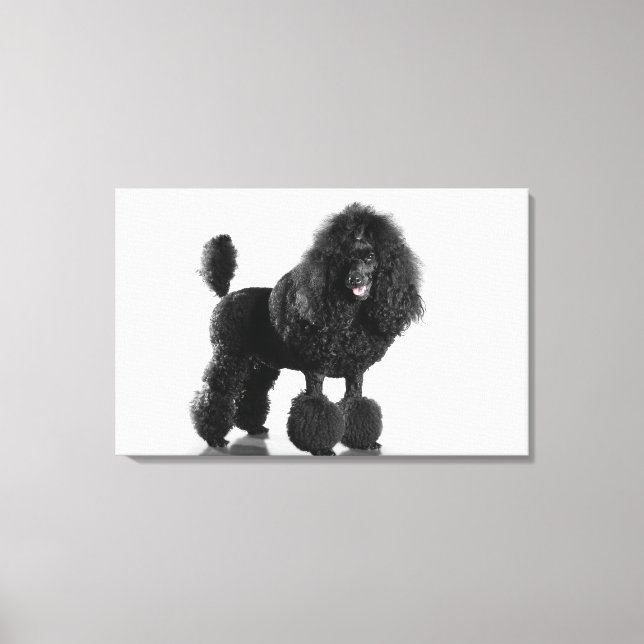 Trimmed black Poodle Canvas Print (Front)