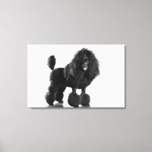 Trimmed black Poodle Canvas Print