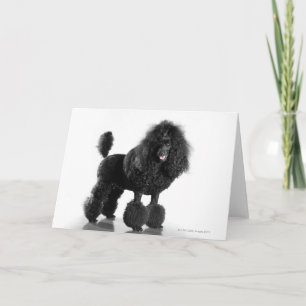 Trimmed black Poodle Card