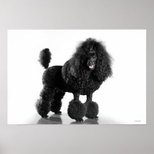 Trimmed black Poodle Poster