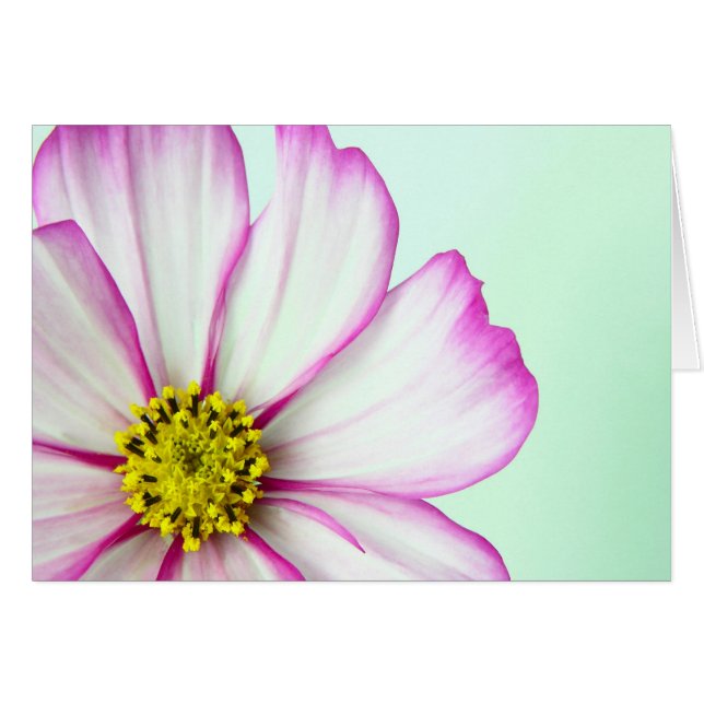 Trimmed in Pink (Front Horizontal)