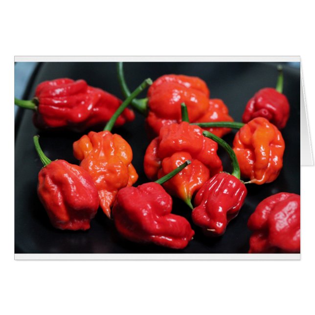 Trinidad Scorpion Hottest Chilli (Front Horizontal)