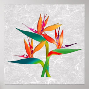 Trio of Birds of Paradise Poster