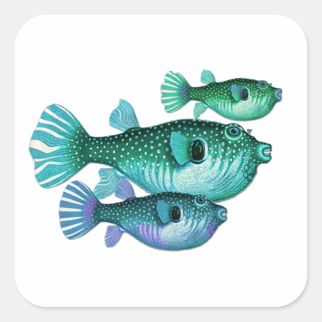 Trio of Blue Green Puffer Fish Square Sticker (Front)