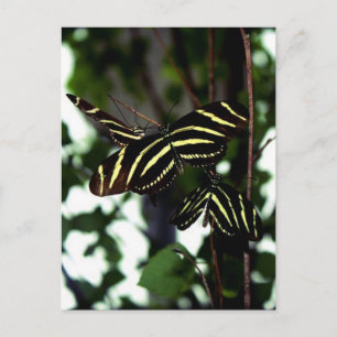 Trio of Butterflies Postcard