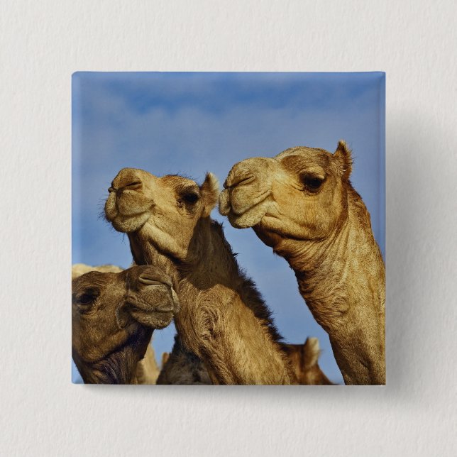Trio of camels, camel market, Cairo, Egypt 15 Cm Square Badge (Front)