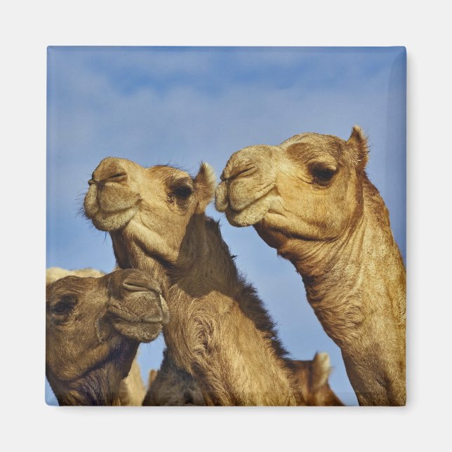 Trio of camels, camel market, Cairo, Egypt Magnet (Front)