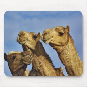 Trio of camels, camel market, Cairo, Egypt Mouse Mat