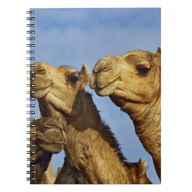 Trio of camels, camel market, Cairo, Egypt Notebook (Front)