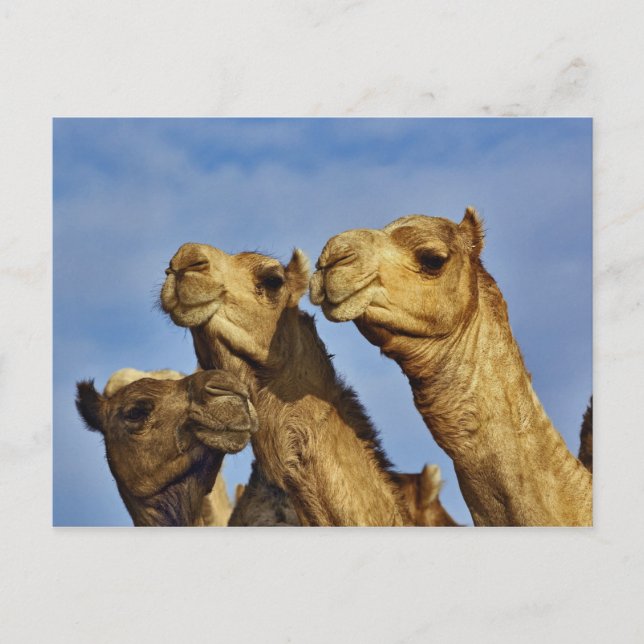 Trio of camels, camel market, Cairo, Egypt Postcard (Front)
