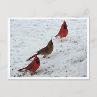 Trio of cardinals postcard