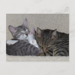 Trio of Cats Postcards