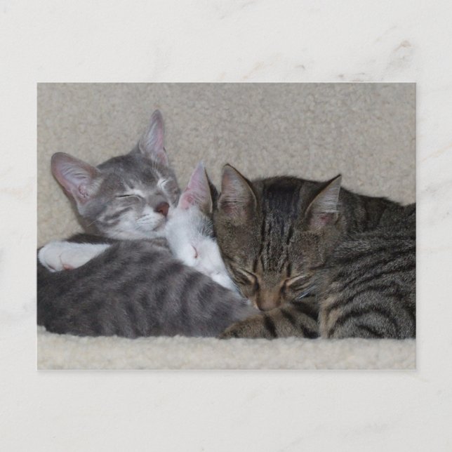 Trio of Cats Postcards (Front)