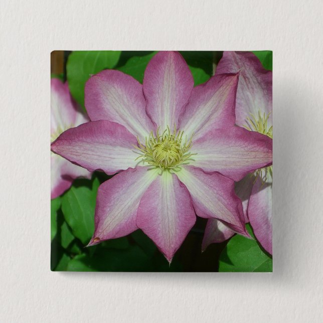 Trio of Clematis Pink and White Spring Vine 15 Cm Square Badge (Front)