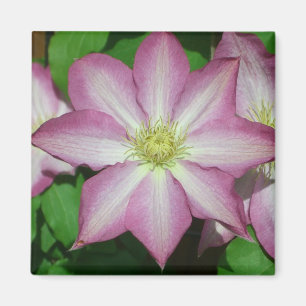 Trio of Clematis Pink and White Spring Vine Magnet