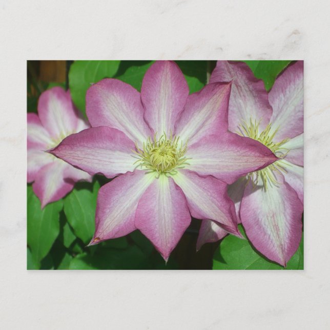 Trio of Clematis Pink and White Spring Vine Postcard (Front)