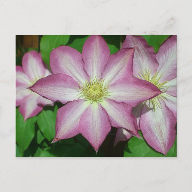Trio of Clematis Pink and White Spring Vine Postcard (Front)
