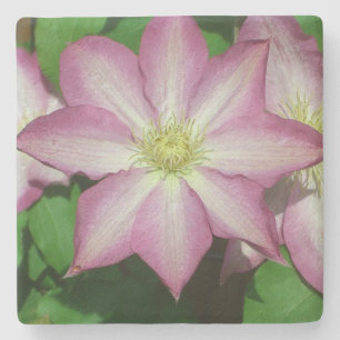 Trio of Clematis Pink and White Spring Vine Stone Coaster