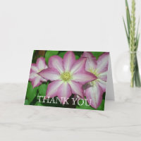 Trio of Clematis Pink and White Spring Vine