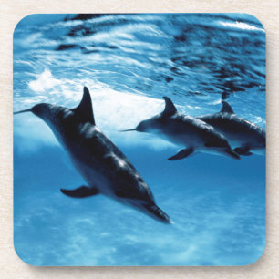 Trio of Dolphins Coaster